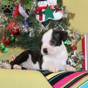 Noel, Boston Terrier Puppy